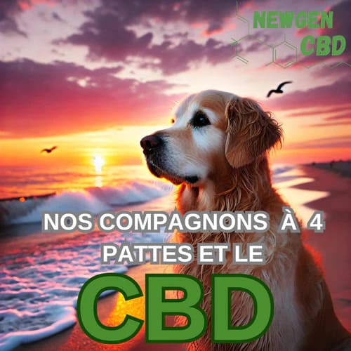 Les Bienfaits du CBD pour les Chiens